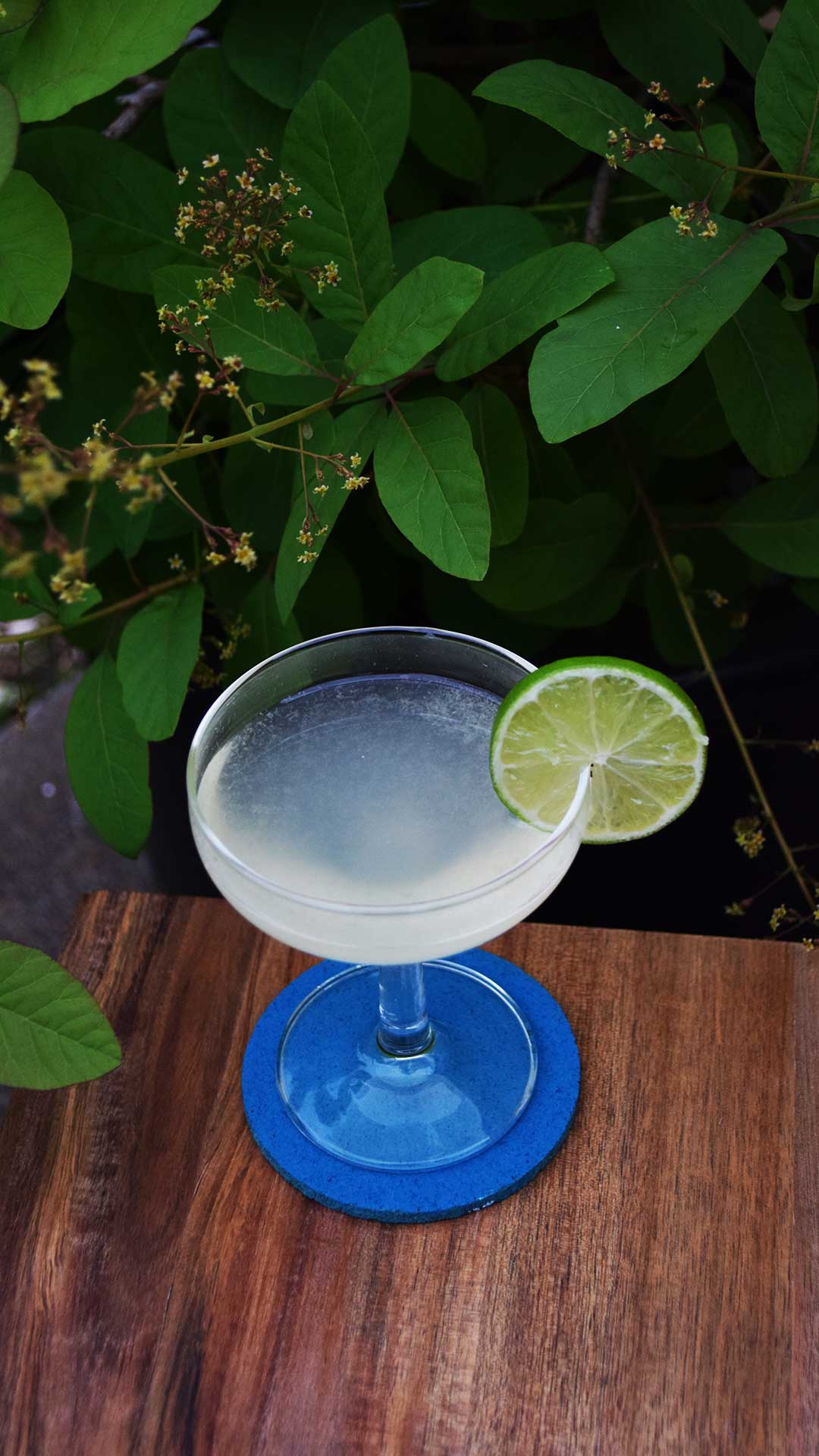 Gimlet Gin cocktail
